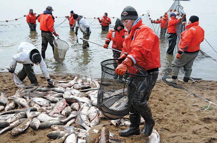 Netting Asian Carp Invasive Species